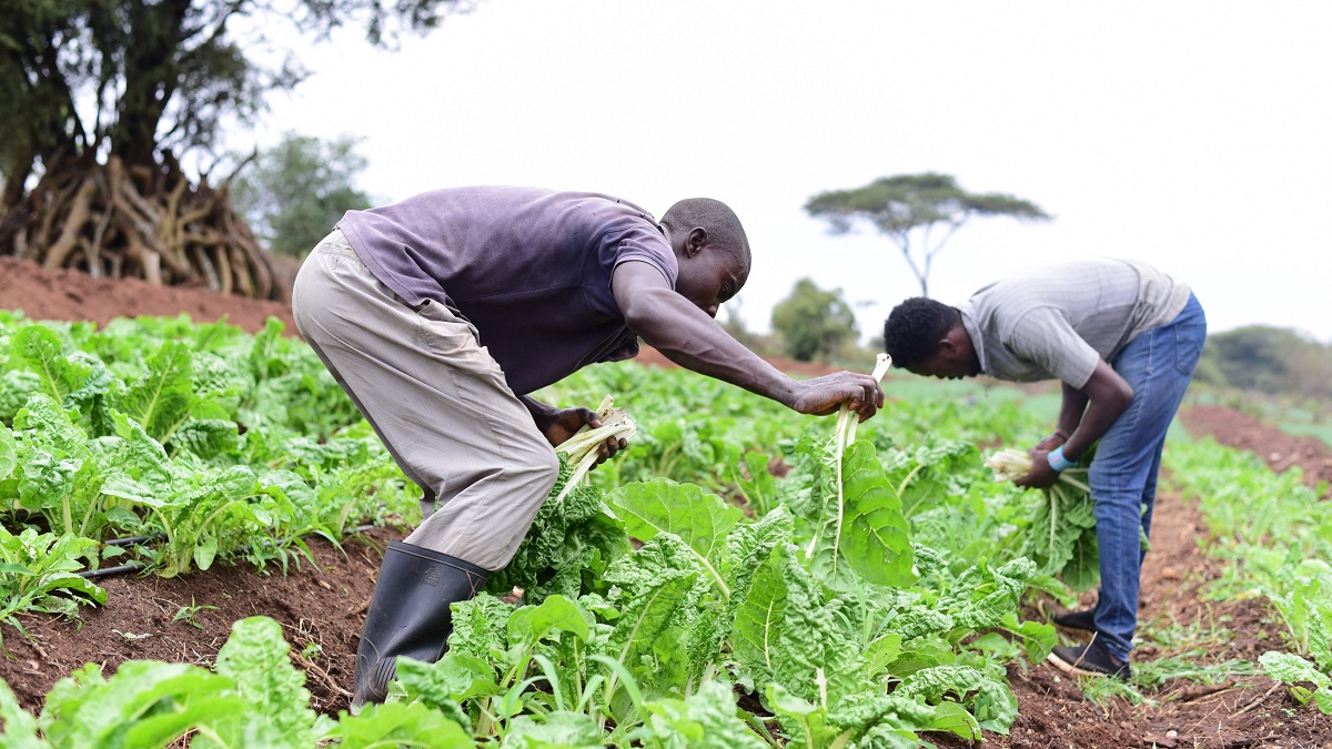 Ghanaian farm landscape